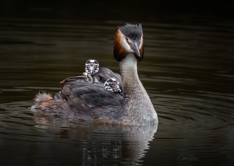 Great crested grebe - Fuut 