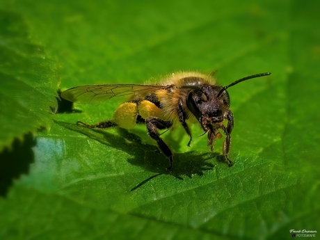Meidoornzandbij (Andrena carantonica).