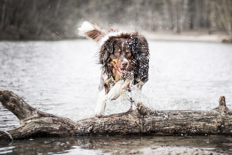 Australische herder springend door het water