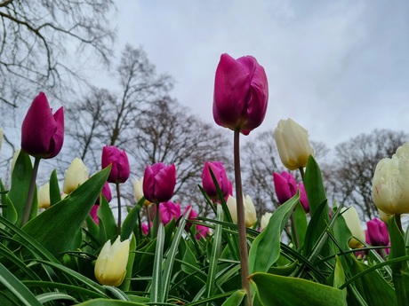 Tulpen met onheilspellende lucht