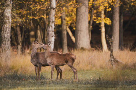 Moeder hinde met haar jong