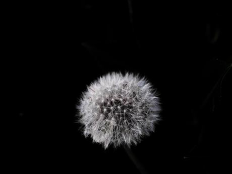 Pluizenbol van paardenbloem