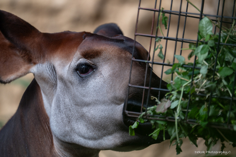Okapi .
