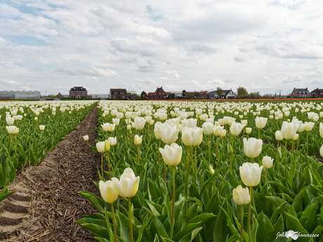 Velden vol tulpen