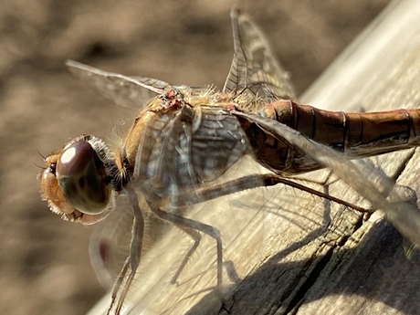 Nov Dragonfly