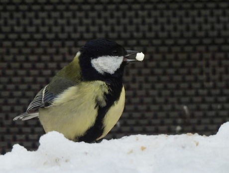 Sneeuwbal gevecht met …