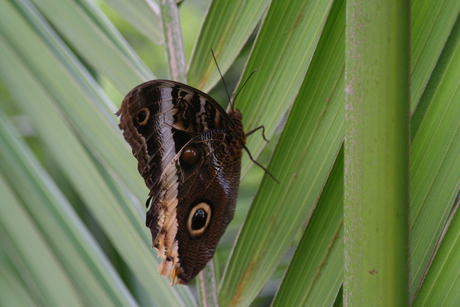 Orchideeën en vlindertuin.