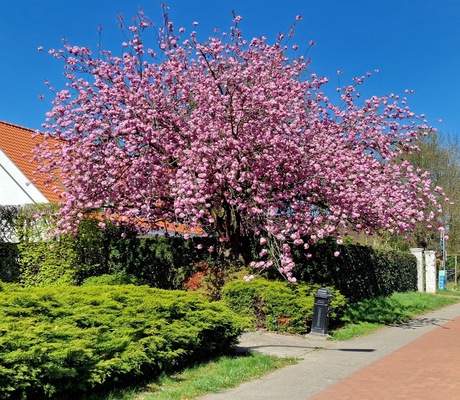 Japanse kerselaar