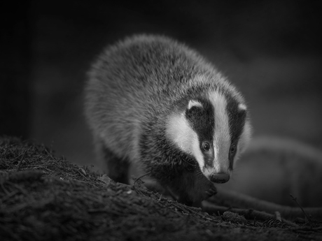 Das in het laatste zonlicht