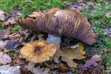 paddenstoelen