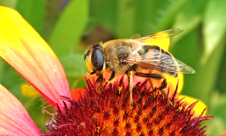 Blinde bij op Zonnehoed