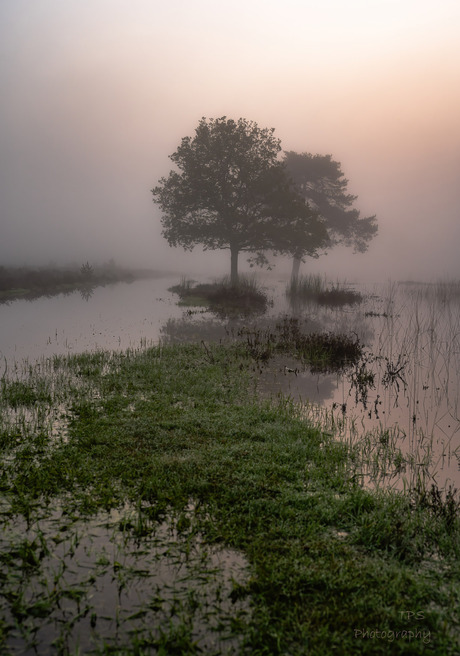 water en bomen