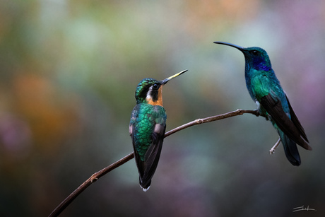 Purple throated mountain gem