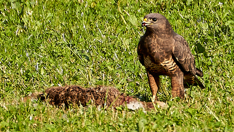 buizerd met prooi