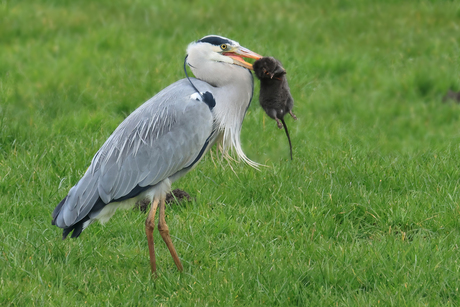 Blauwe reiger met rat