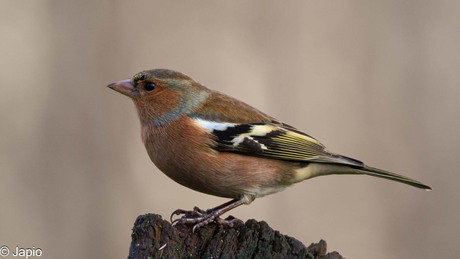 Vink op de uitkijk.