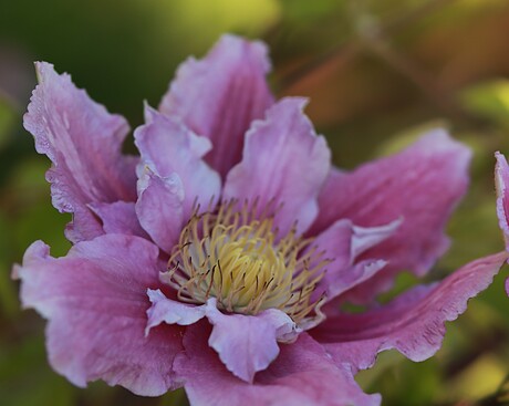 Clematis 
