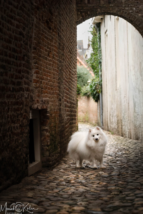 Soms schuilt magie in een stille steeg.