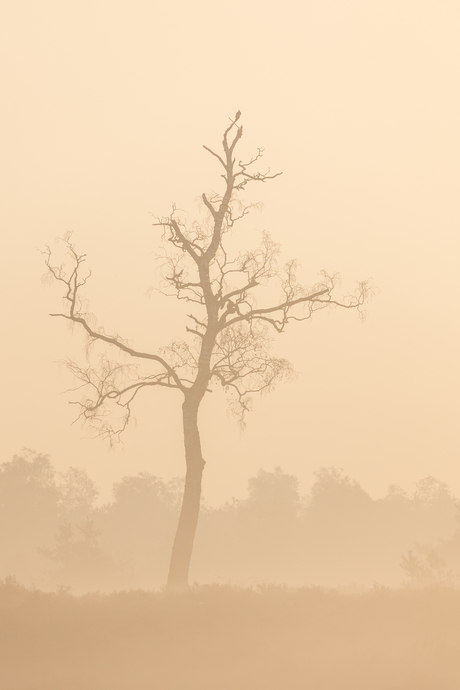 lonely tree