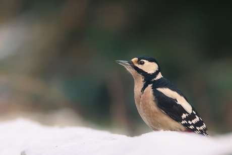 Bonte specht in de sneeuw