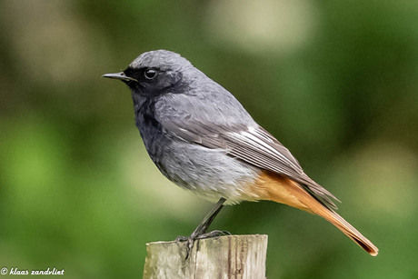 Zwarte Roodstaart - 8078