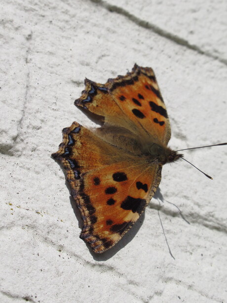 Het voorjaar dient zich aan.