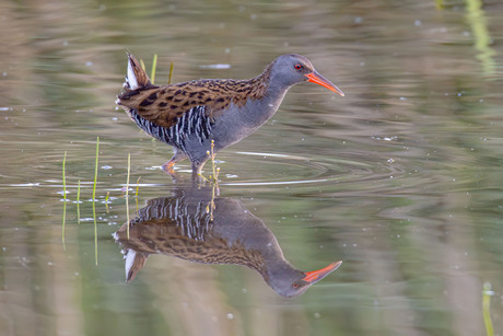 Waterral doet alles voor een foto (2)