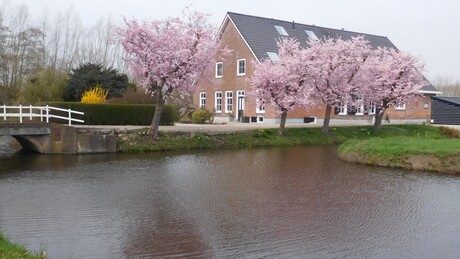 Japan in de Polder