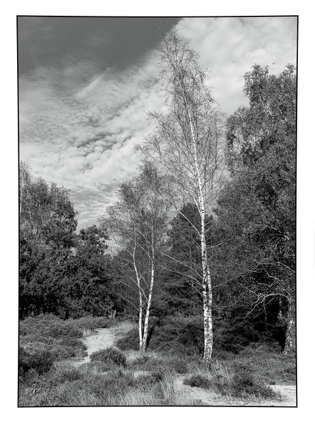 Berken Lage Vuursche