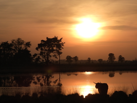 Zonsondergang met schotse hooglander