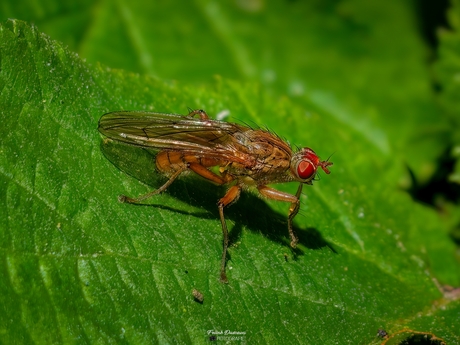  Strontvlieg (Scathophaga furcata).