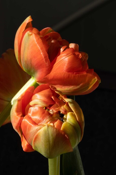 zomaar tulpen die poseren 