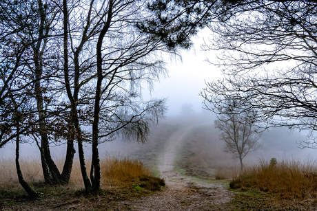 Heideveld in de mist