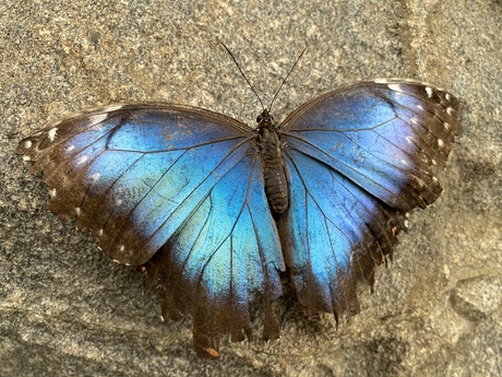 Prachtige blauwe vlinder