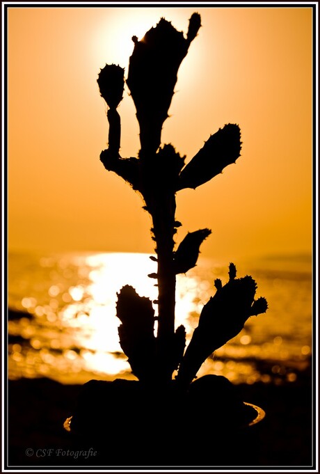 Mijnheer Cactus