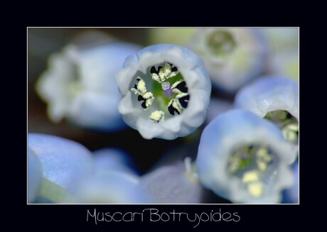 Muscari Botryoides
