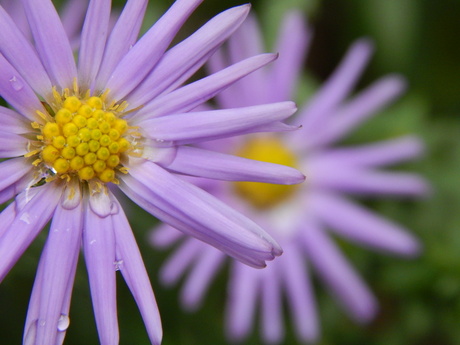 Flower with rain drop