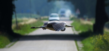 Crossing heron