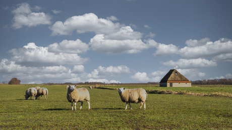 Schaap