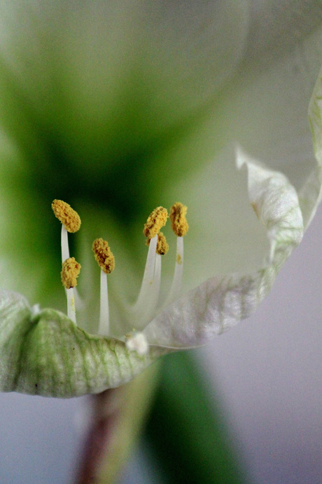 Amaryllis