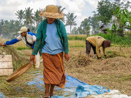 Bali - werken op de rijstvelden