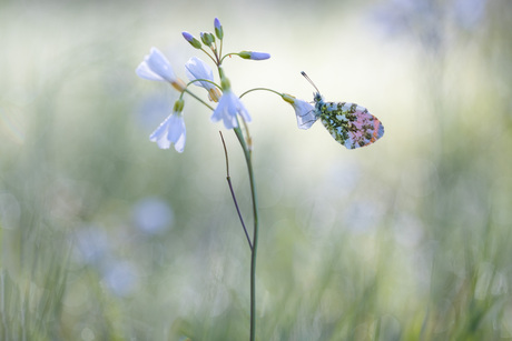 it's a beautiful morning