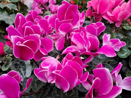 20251014 141850  PINK RIBBON   nr11   detail  Tuincentrum  op 14 okt 2025  