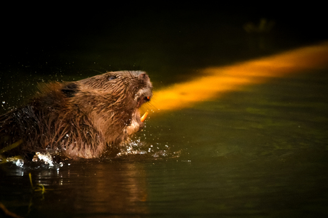  Bever en zijn zonnige hulplicht