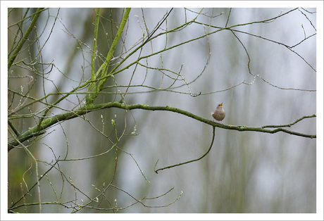 I'm Singing in the Rain