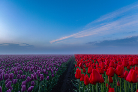 tulp vs tulp 