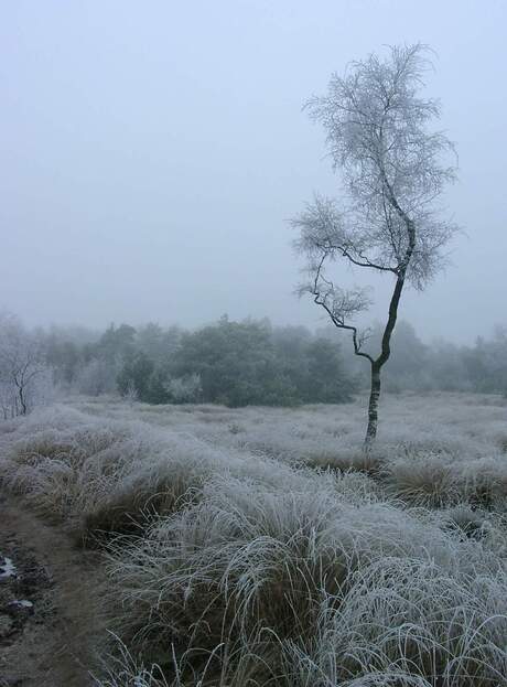 Berkenboom in de winter