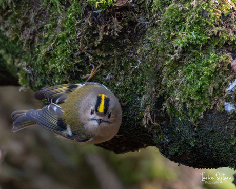 Oog in oog met een goudhaantje