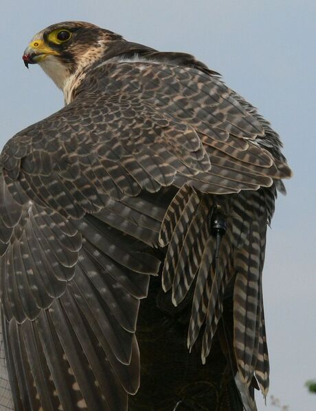 buizerd