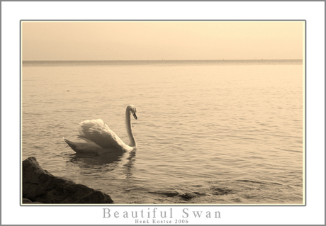 Beautiful Swan